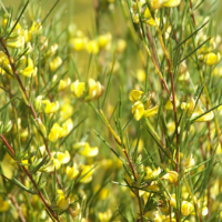 Wild flowering rooibos