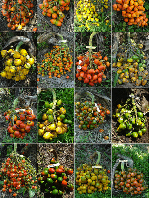 Genetic Resources - Peach Palm