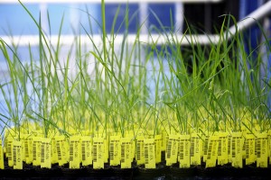 Plant breeding