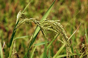 Rice Plant, Gunung Simpang, West Java - Indonesia. 2009. ©Center For International Forestry Research/Yayan Indriatmoko