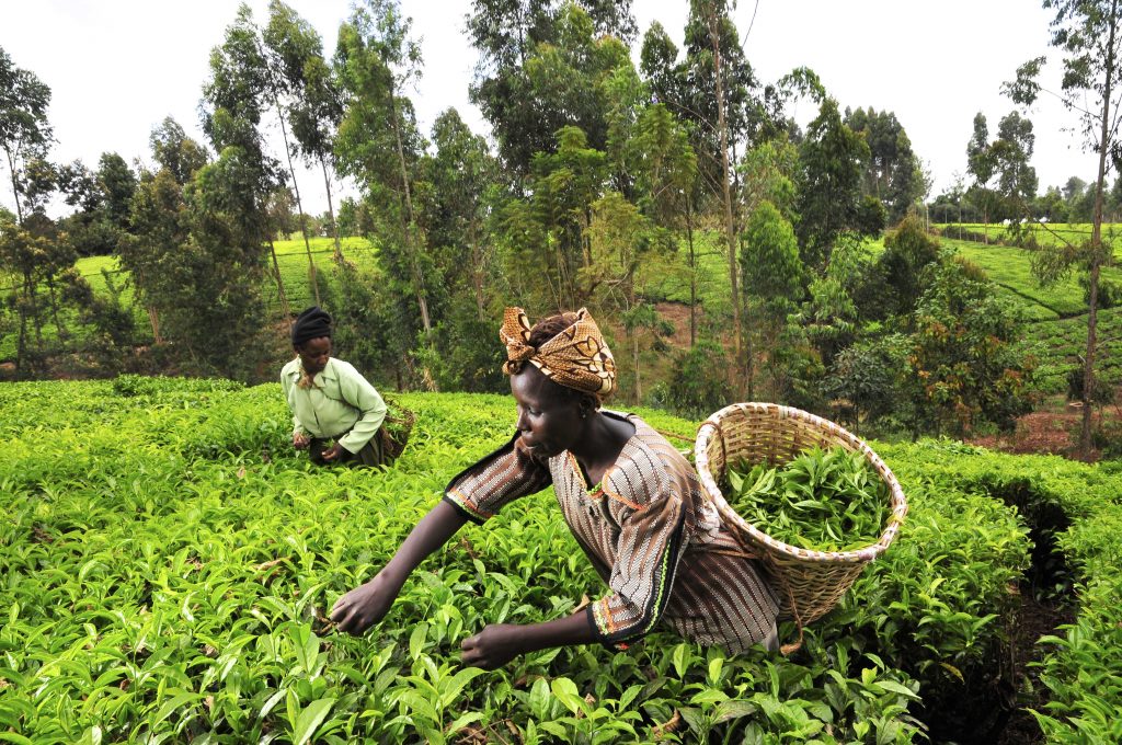 tea pickers