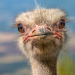 ostrich